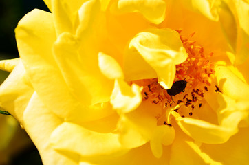 Fototapeta na wymiar Beetle in a bright yellow flower