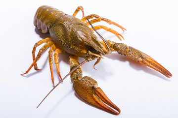 Crayfish isolated on white