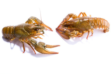 Crayfish on a white background
