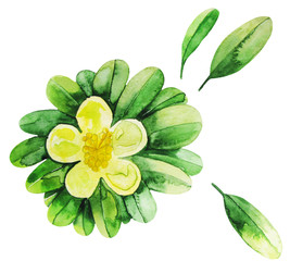 Watercolor tea flowers 