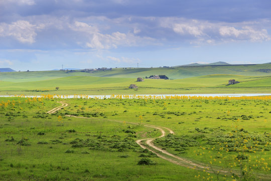 RURAL LANDSCAPE SPRING.Between Apulia and Basilicata: Lake Basentello.Poggiorsini (ITALY).Hilly landscape: lake surrounded by cornfields.Hilly landscape with country road.