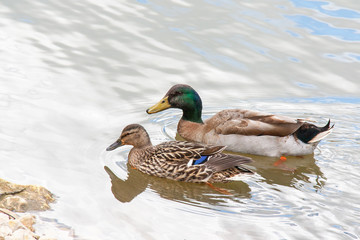 Couple de canards colvert - anas platyrhynchos - en promenade sur l'étang