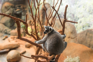The ring tailed lemur (lemur catta) eating