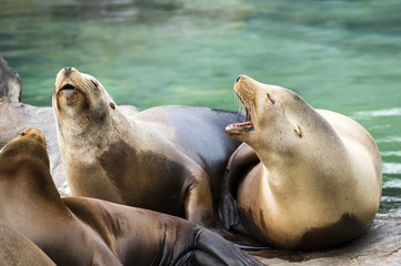 Seelöwen als Gruppe