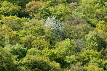 Deutsche Landschaften. Bäume