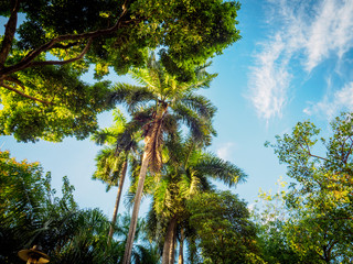 Tropical trees against blue sky