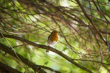 Robin Red Breast (Erithacus rubecula)