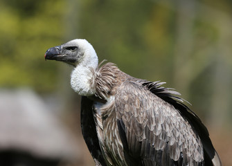 Portrait of a Griffon Vulture