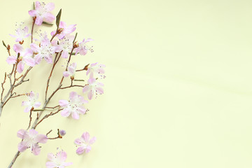Obraz na płótnie Canvas Purple rhododendron flowers on light background