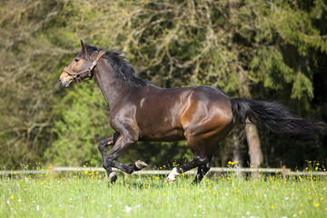 Horse gallop free outside on meadow