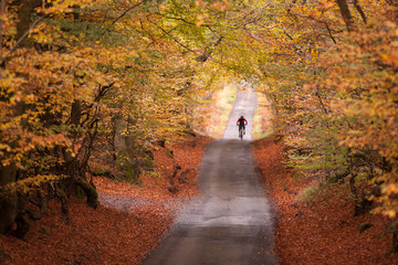 Fototapeta na wymiar A biker in a country park with wonderful autumn colours. 