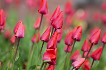 tulip flowers in garden with bright colors in red