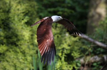 Close up of an African Fish Eagle catching food