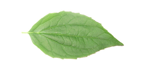 Gree leaf white isolation macro