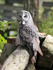 Portrait of a Great Grey Owl perched on a tree stump