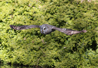 Close up of a Great Grey Owl in flight