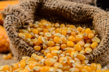 Dried corn in sackbag on wooden table