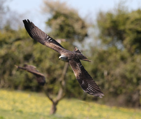 Close up of a Black Kite in flight