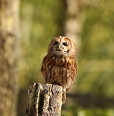 Portrait of a Tawny Owl perched on a tree stump