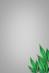 marijuana leaves on a gray background