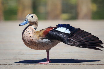 Canard à collier noir - Callonetta leucophrys - Ringed Teal
