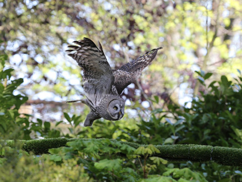 A Great Grey Owl in flight