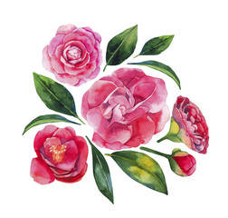 Watercolor camellia set - obrazy, fototapety, plakaty