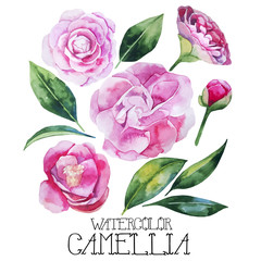 Watercolor camellia set - obrazy, fototapety, plakaty