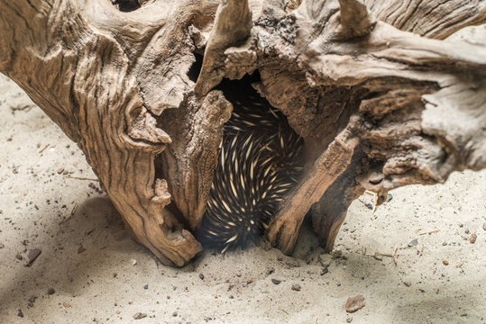 Australian echidna (Tachyglossus aculeatus) hiding inisde a tree