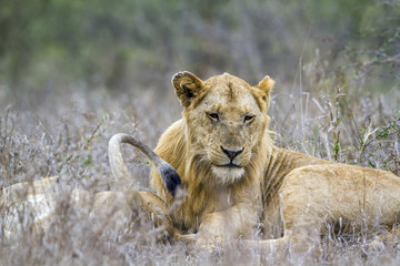 African lion in Kruger National park, South Africa