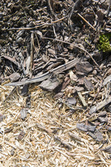 Pile of wood sawdust in forest