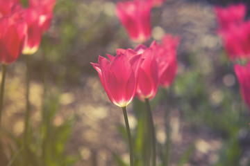 Close up on red Tulips (Tulipa) vintage effect