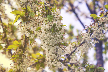Close up on blossom Pyrus Nivalis ( Pear Tree)