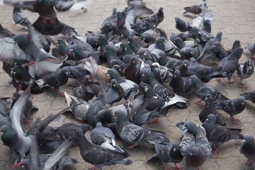 Funny Pigeon walking. Dove with city scape in the background