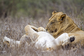 African lion in Kruger National park, South Africa