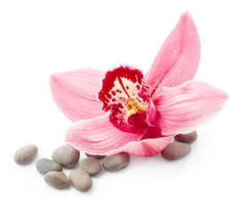 Orchid flower and stones