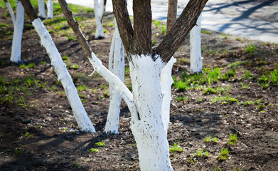 Tree care, tree bark whitewash in the season