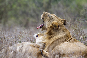 African lion in Kruger National park, South Africa