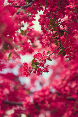 Spring blooming tree