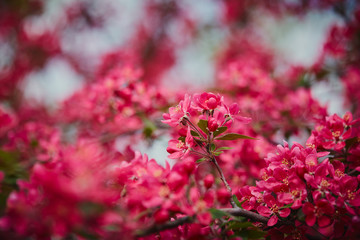 Spring pink flowers close up