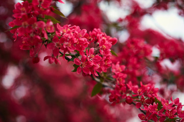 Spring blooming tree