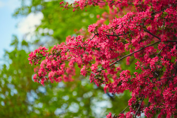Beautiful spring blooming tree