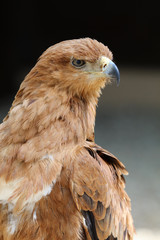 Close up of a Tawny Eagle