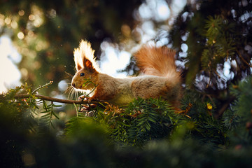 Squirrel