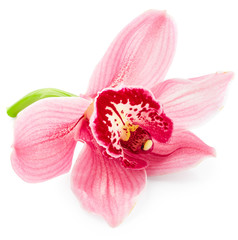 Orchid flower