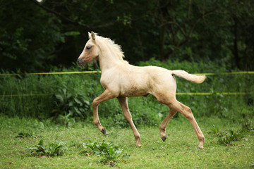 Amazing foal moving alone on pasturage