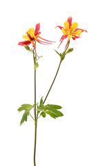 Aquilegia flower isolated
