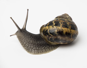 Caracol común o de jardín aislado sobre fondo blanco