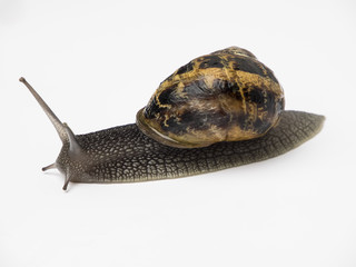Caracol común o de jardín Helix aspiras sobre fondo blanco