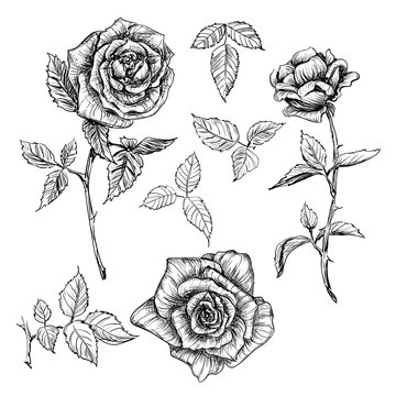 set of vector roses